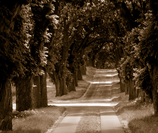 Dicht belaubte Allee, die von einer anderen Straße gekreuzt wird.